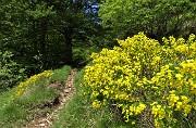 34 Sentiero adornato di ginesta